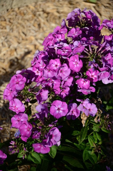 Phlox paniculata 'Mystic Green'